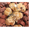 C229B - Seed